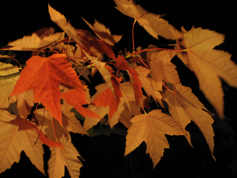 Autumn night sky