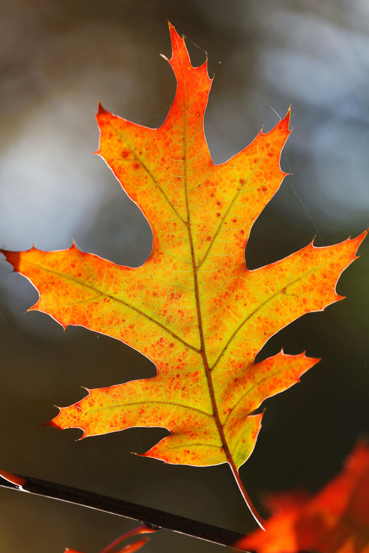 Autumn Oak Leaf - All Colors