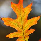 Autumn Oak Leaf - All Colors