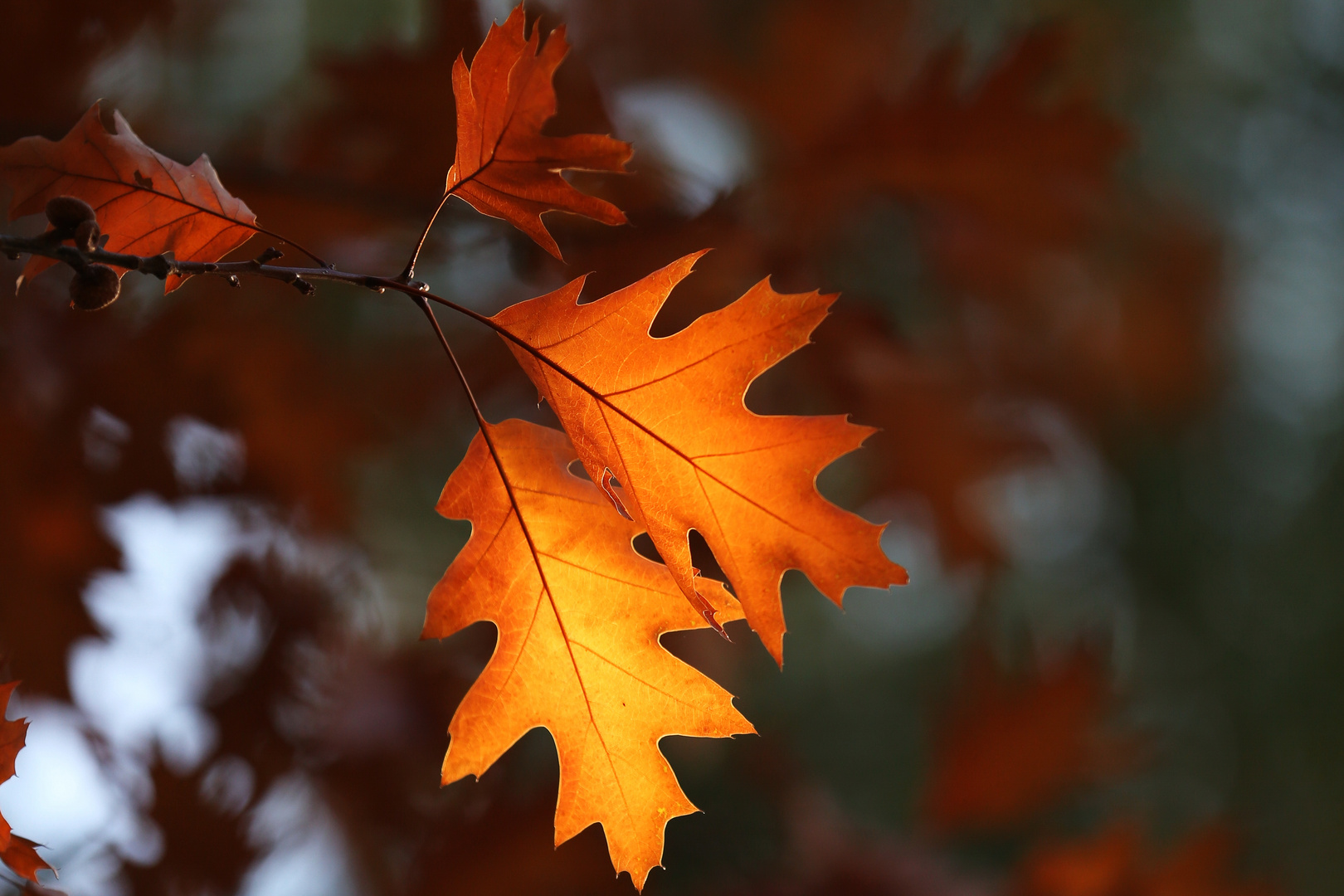 Autumn Oak Leaf in the last Sunbeam