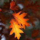 Autumn Oak Leaf in the last Sunbeam