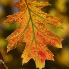 Autumn Oak Leaf with Spider