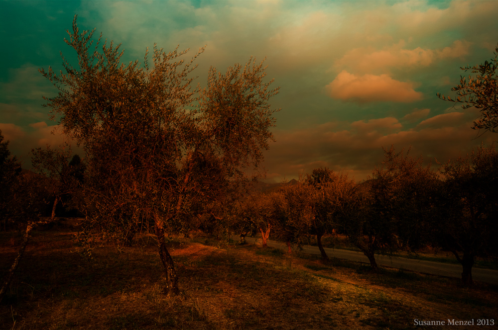 Autumn of Olives