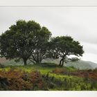 Autumn on Isle of Seil