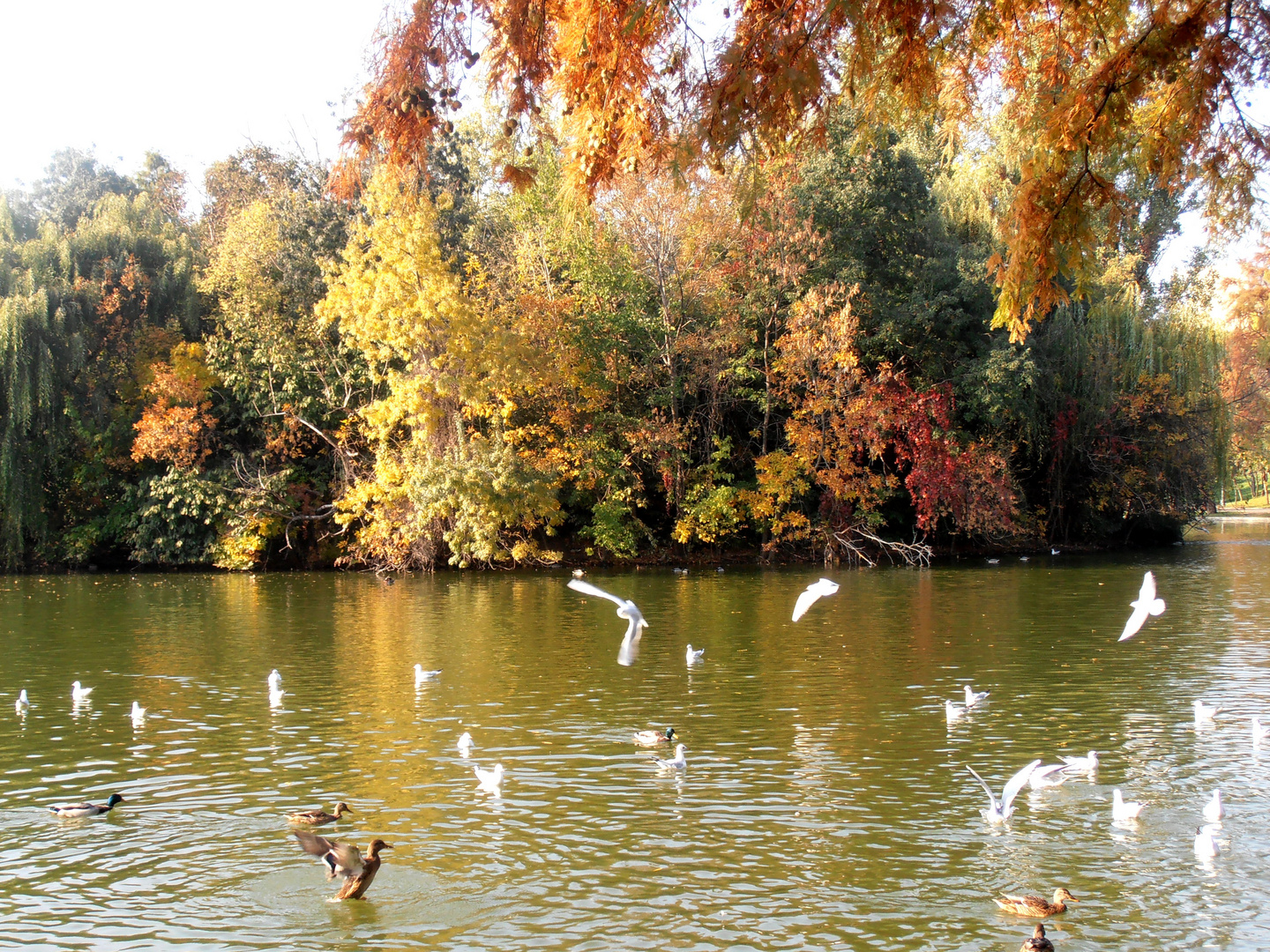 Autumn on the lake