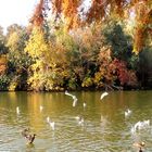 Autumn on the lake