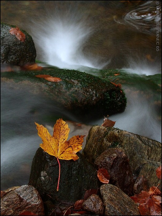 Autumn on the stream