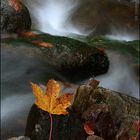 Autumn on the stream