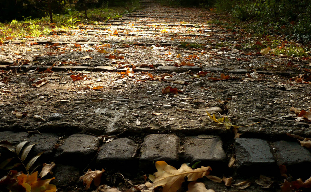 autumn path