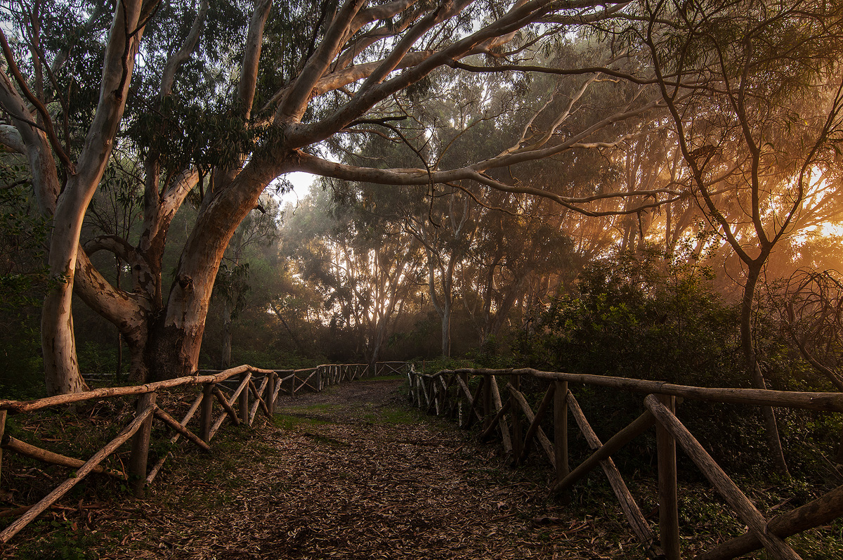 Autumn path