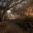 Autumn path