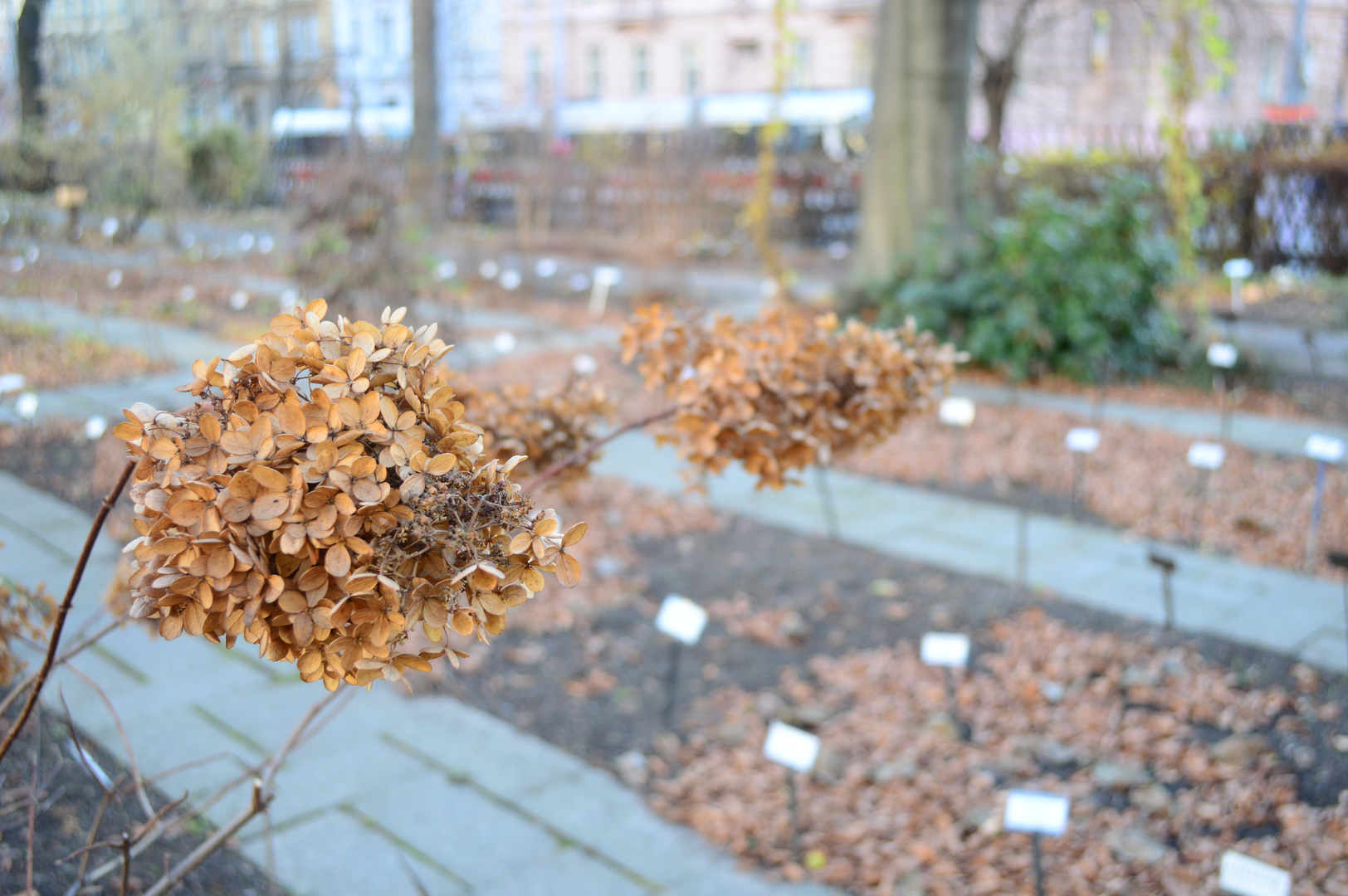 autumn plants