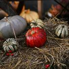 Autumn Pumpkins