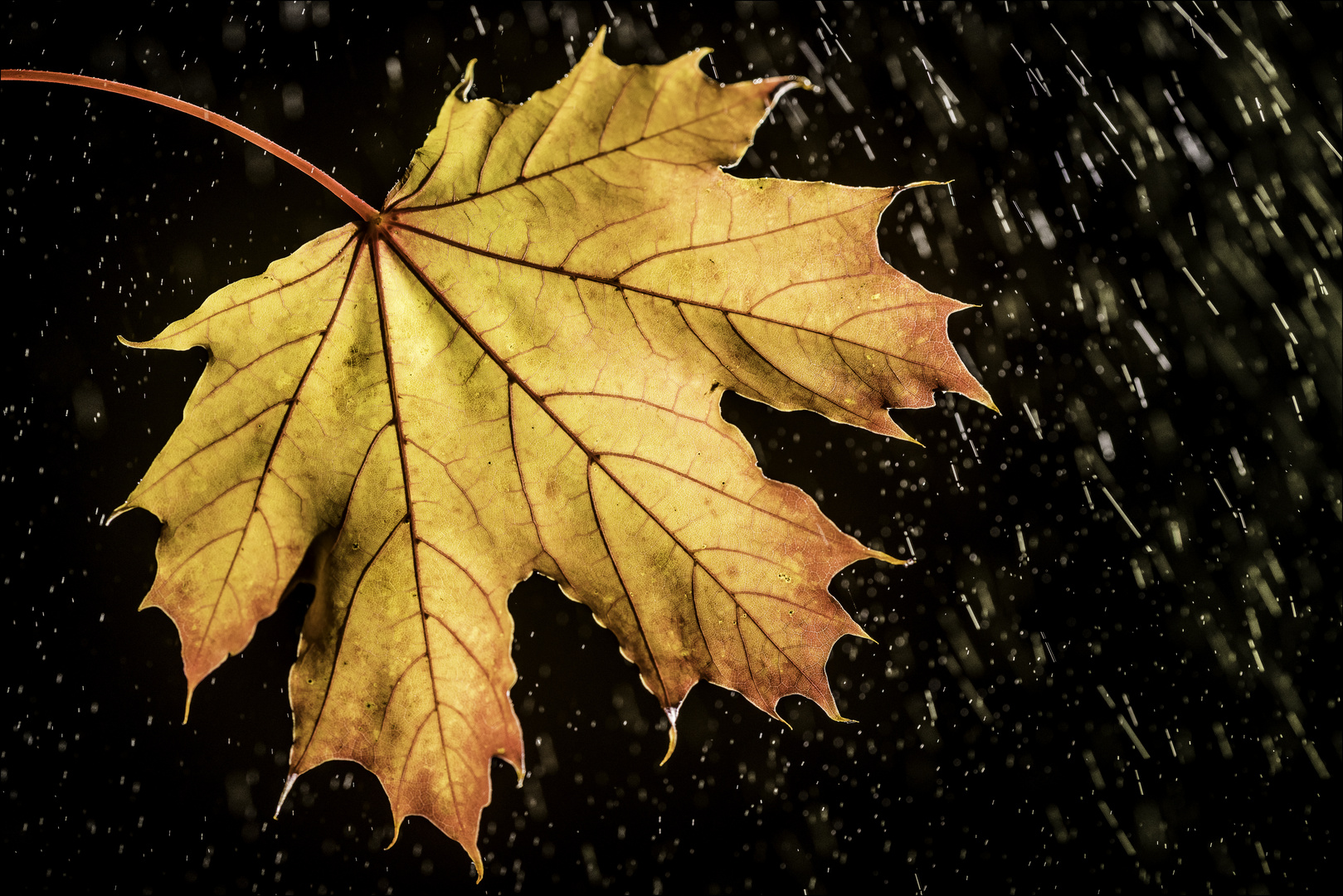 Autumn Rain...