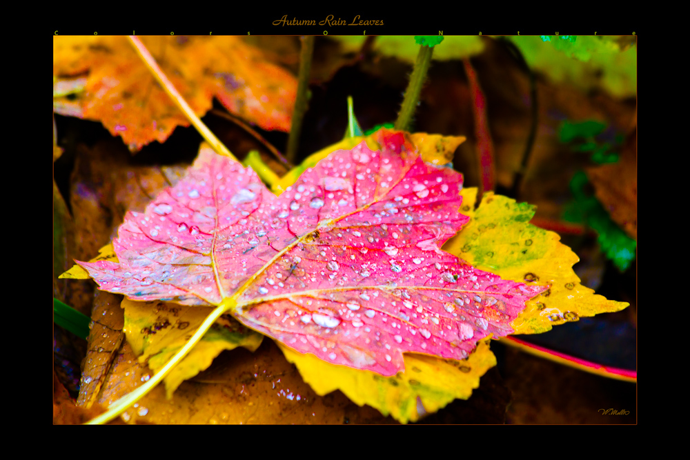 Autumn Rain Leaves