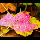 Autumn Rain Leaves