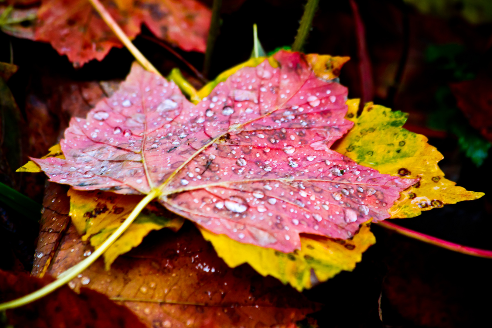 Autumn Rain Leaves