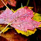 Autumn Rain Leaves