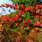 Autumn Red