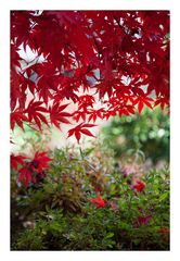 Autumn Red-2