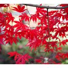 Autumn Red-4