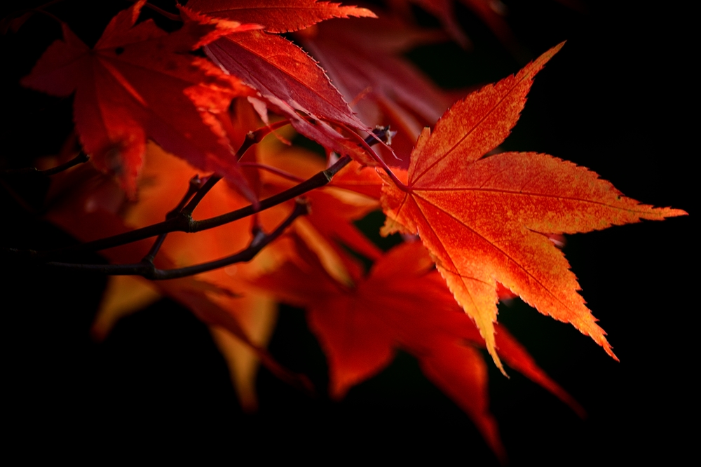 Autumn red