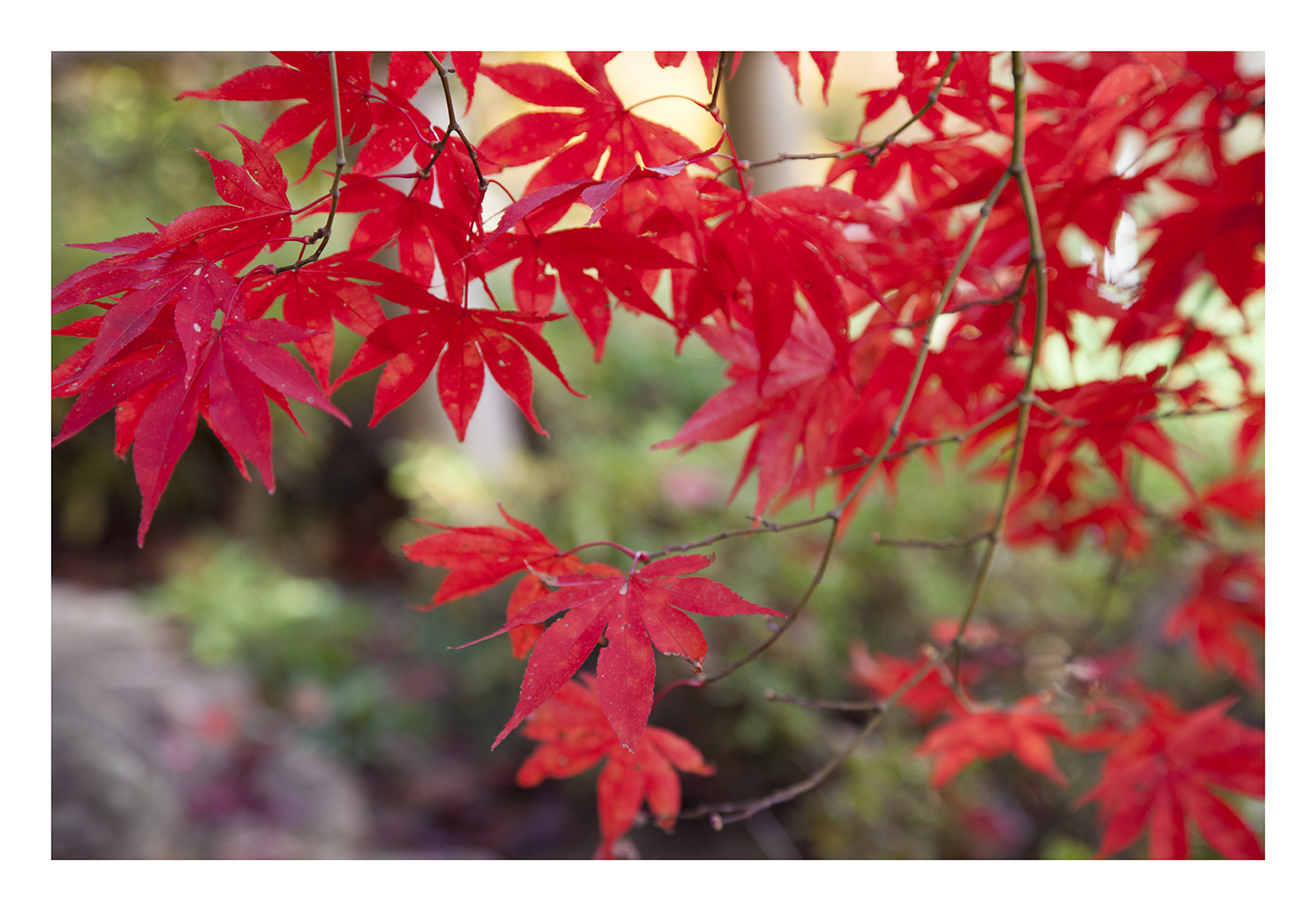 Autumn Red-5