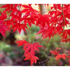 Autumn Red-5