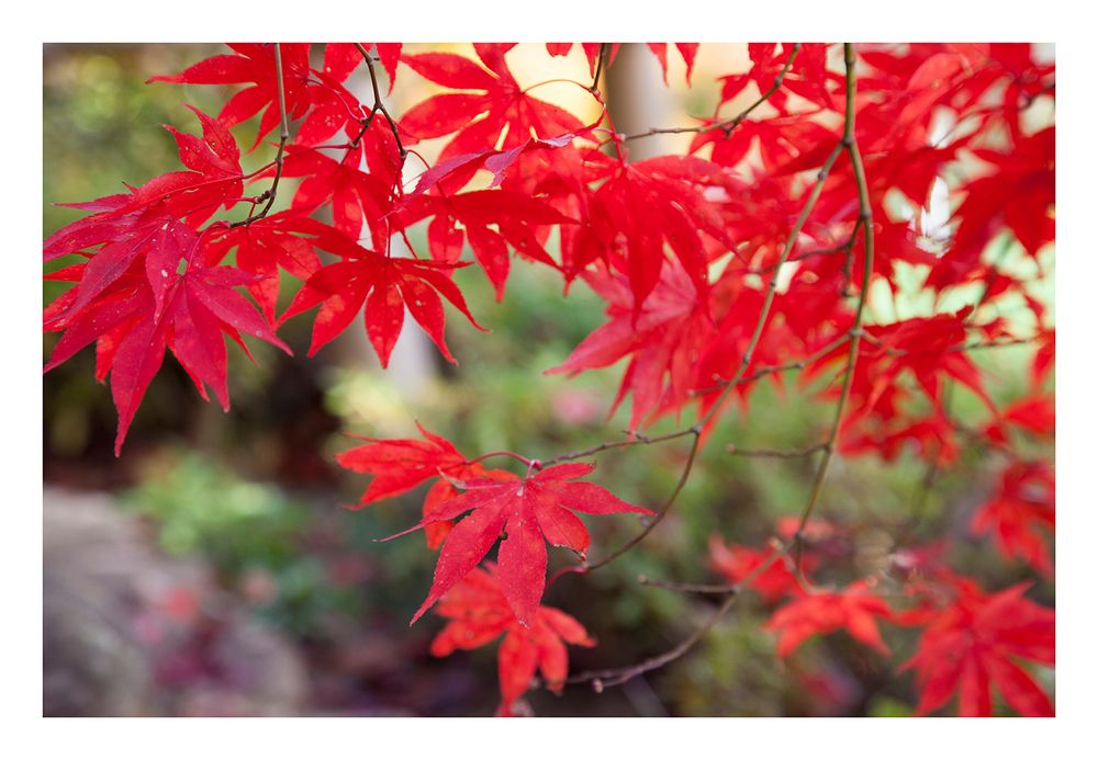 Autumn Red-5