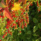 Autumn red berries