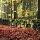 Autumn red carpet under a shy dawning sunlight