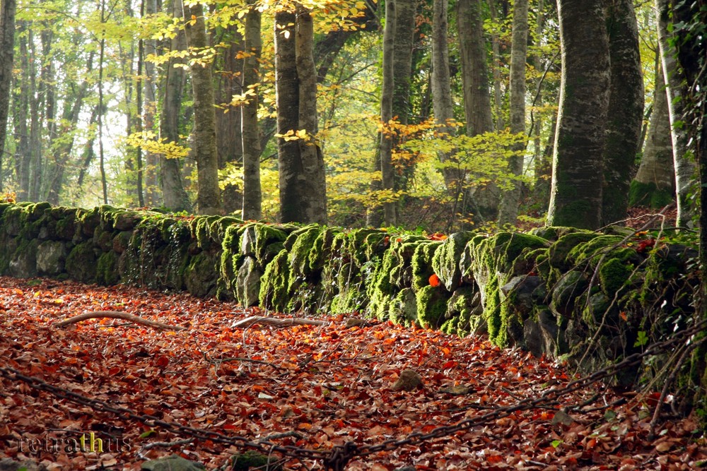 Autumn red carpet under a shy dawning sunlight