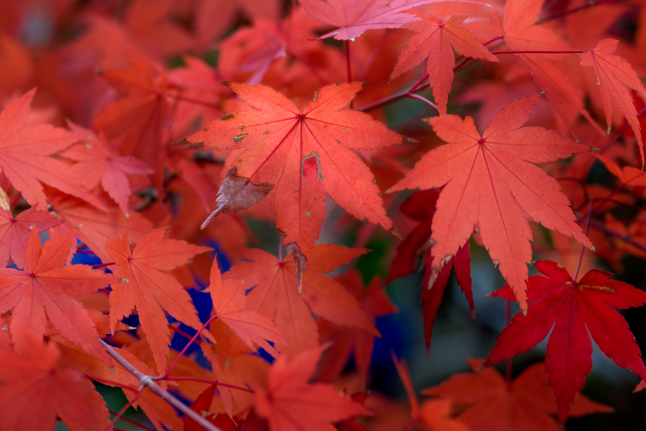 Autumn red