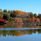 Autumn reflected 