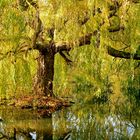 Autumn reflection