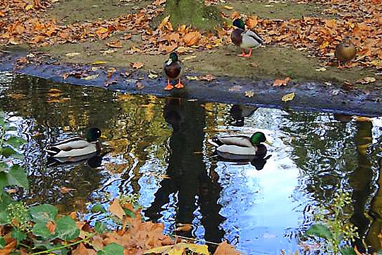 Autumn reflection