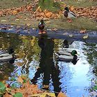 Autumn reflection