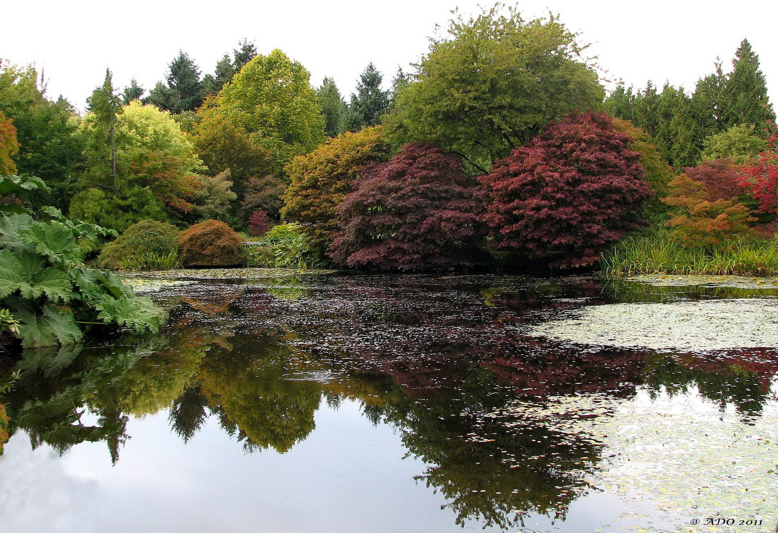 Autumn Reflections