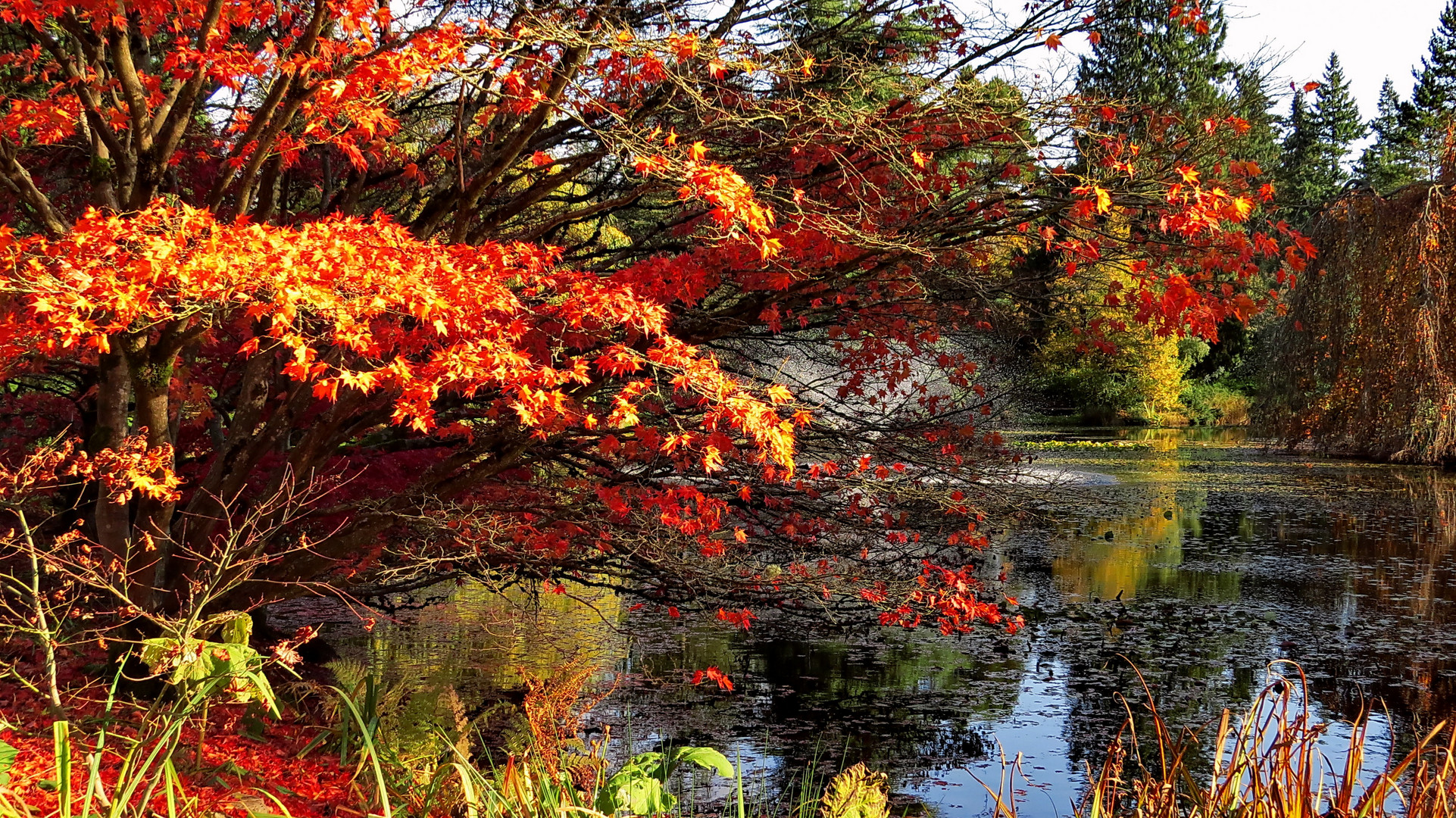 Autumn Reflections