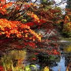 Autumn Reflections