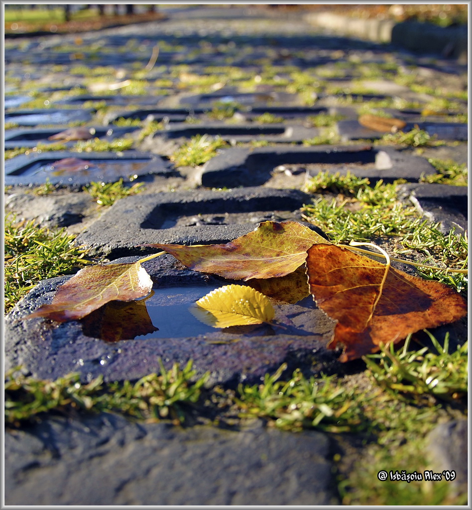 Autumn Road