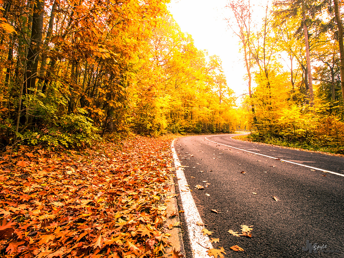 Autumn Road