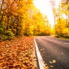 Autumn Road