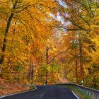 Autumn Road Near Chorin