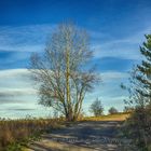 Autumn road to the top