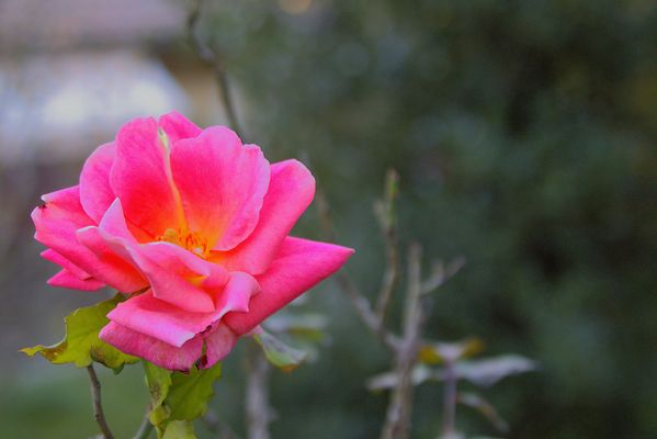 AUTUMN ROSE
