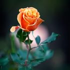 Autumn Rose