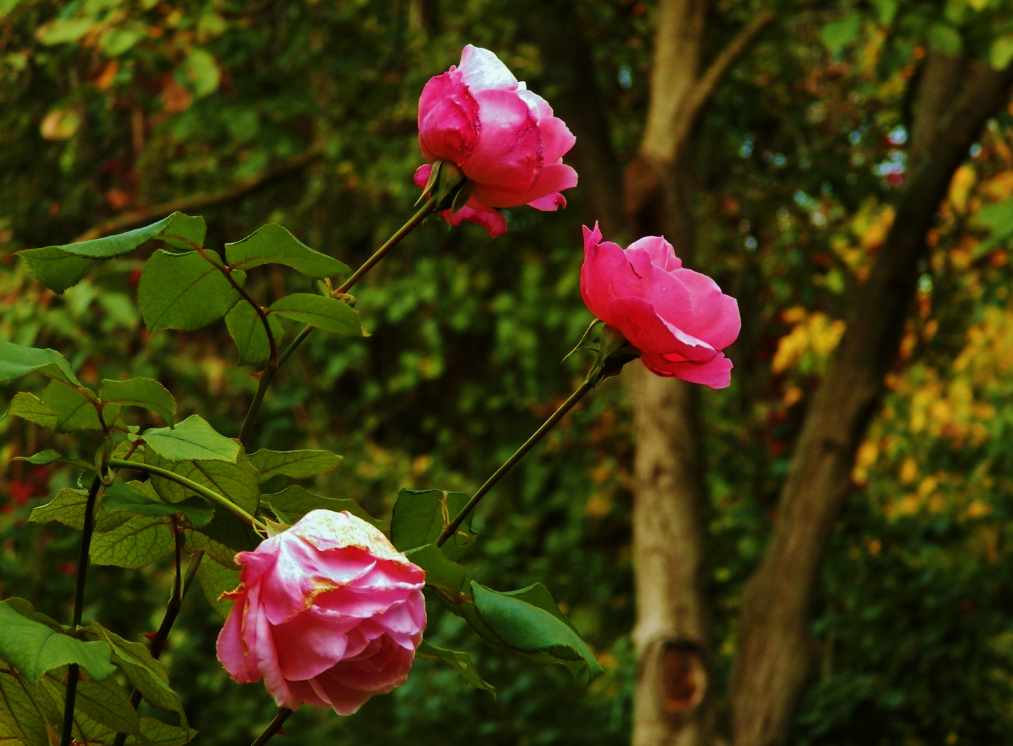 Autumn Roses