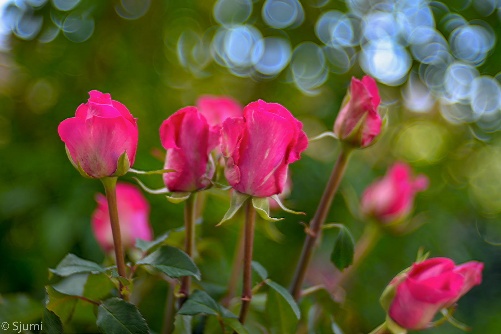 Autumn roses