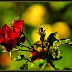 Autumn roses